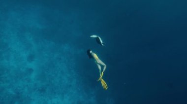 Kız ve kaplumbağalar nazikçe birlikte yüzerler. Freediver ve hayvanlarla temas. Görüntüler profesyonel bir sualtı kamerasıyla süper yavaş çekim modunda çekildi. 10 bit renk.