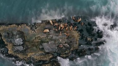 Petropavlovsk-Kamchastky ya da Nevelsk 'ten tekne ya da gemiyle deniz seyahatleri ya da unutulmaz bir yolculuk. Yavaş, tombul ve sevimli deniz aslanları kayalık kayalıklarında veya dalgalı sularında dinleniyorlar, denizin veya okyanusun ortasında..