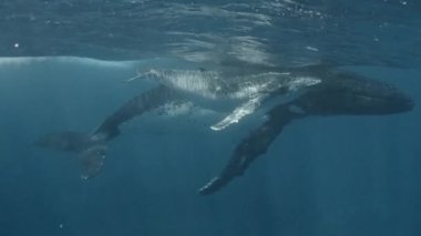 Suyun altında yüzen balina ailesinin yakın plan portresi. Bir anne ve bir buzağı sualtı dünyasını keşfediyor, okyanusta daireler çiziyor ve çevreyle iletişim kuruyor. Doğa ve vahşi yaşam kavramı