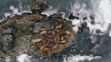 Dalgakıran kayaları işgal eden yalancı ve dinlenen deniz aslanları sürüsünün kuş bakışı görüntüsü. Vahşi hayvanlar, Doğu Denizi ya da Pasifik Sahili açıklarında güneşleniyor ve okyanus dalgaları içinde yüzüyorlar. Ekstrem tur.