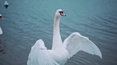 Suda kanat çırpan zarif kuğunun portresi. Zarif kuş ince boynunu çeviriyor ve gölün ve doğanın güzelliğinin tadını çıkarıyor. Zarafet kavramı. Vahşi yaşam ve hayvan. Saflığın sembolü.