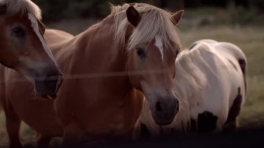 Kahverengi atlar tarlada otlar. Güzel, bakımlı hayvanlar gün batımında inanılmaz bir manzaraya tanık olurlar. Turizm, güzellik ve doğal yaşam tarzı kavramı.