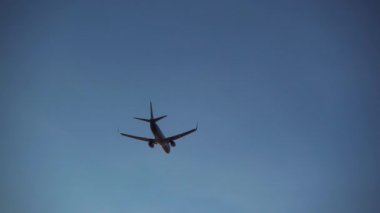 Mutlu genç çift köpekleriyle birlikte kış ormanlarında yürüyor. Noel tatili konsepti. Aile hafta sonu birlikte vakit geçirin. Noel arifesi ve iki insan arasındaki aşk.