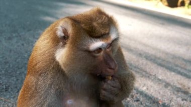 Yolda oturup yemek yiyen sevimli primat portresi. Maymun turistler tarafından besleniyor ve sakince oturuyor. Egzotik hayvanların güzel bir manzarası. Vahşi yaşam kavramı.