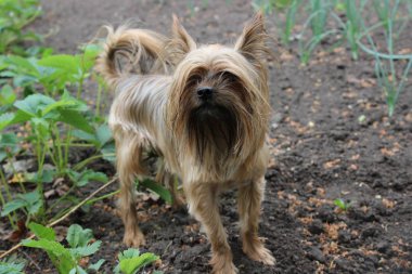 Yorkshire Terrier bahçede yürür