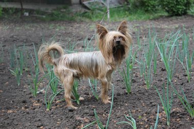 Yorkshire Terrier bahçede yürür