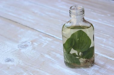 Tentür muz yaprağı