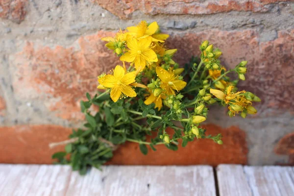 Sarı St Johns wort çiçekler