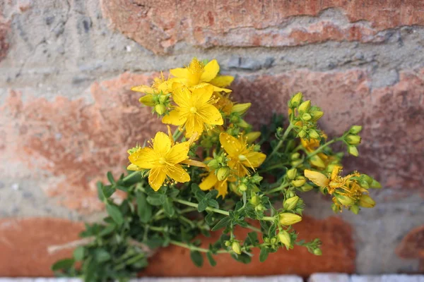 Κίτρινα λουλούδια Αγίου Johns wort — Φωτογραφία Αρχείου