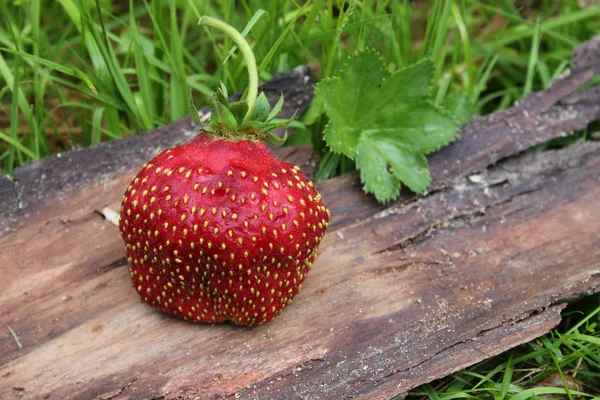 Ripe organic strawberries — Stock Photo, Image