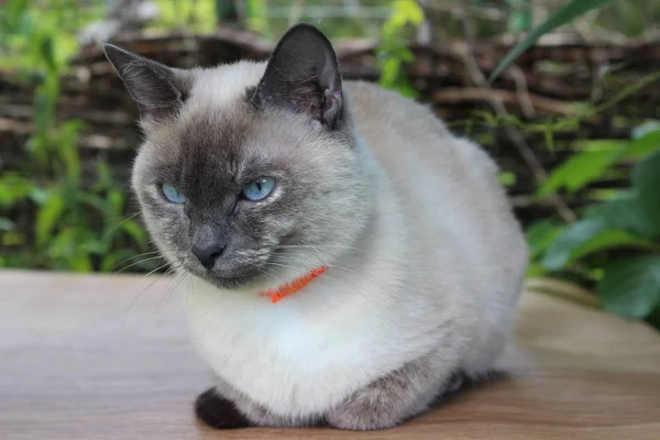 Молодий Сіамська кішка — стокове фото