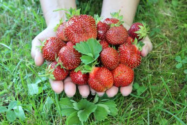 Çilek kadın avuç içi