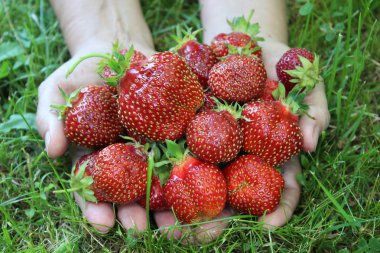 Olgun organik çilek kadın avuç içi. Tarım
