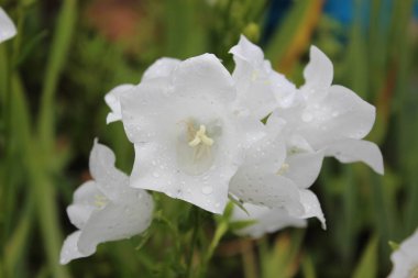 Şehir Botanik Bahçesi beyaz çan çiçeği