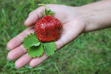 Olgun organik çilek kadın avuç içi. Tarım