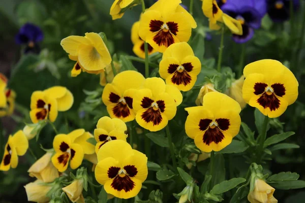 Квітка Жовтих Трусів Ростуть Міському Парку — стокове фото