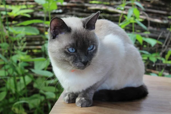 Liten Katt Siamesisk Rasen Ligger Bordet — Stockfoto
