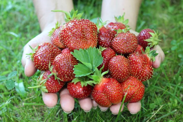 Aardbei in de vrouwelijke palmen Stockfoto