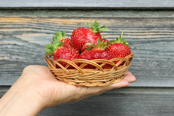 Ripe Organic Strawberries Female Palms Agriculture — Stock Photo, Image