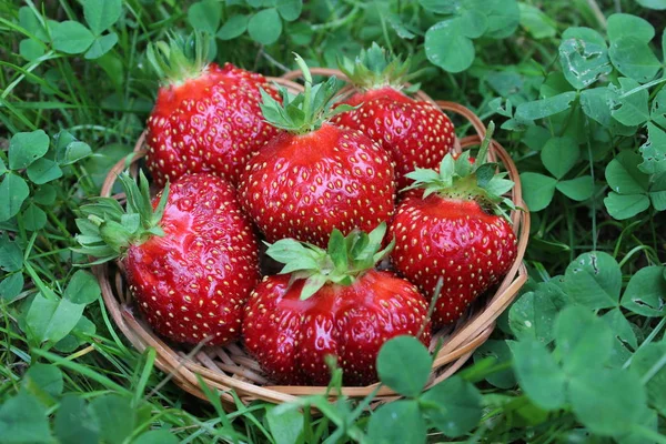 Fresas Orgánicas Maduras Fondo Hierba Agricultura — Foto de Stock