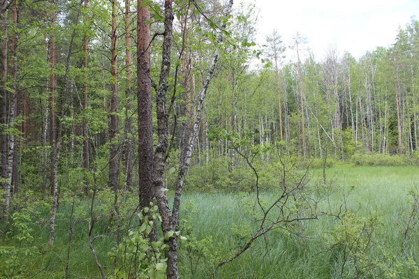 Drzewa Lesie Rosyjskie Lato Bagno — Zdjęcie stockowe