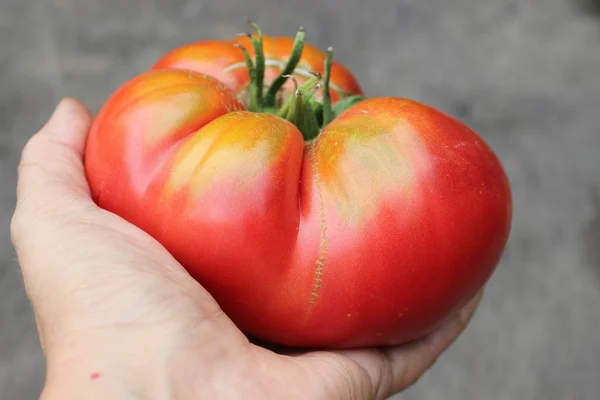 Rijpe Biologische Tomaten Vrouwelijke Palm Rechtenvrije Stockfoto's