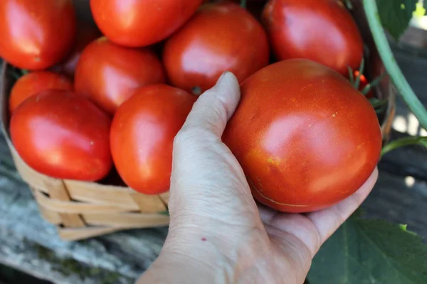 Спелые органические помидоры — стоковое фото