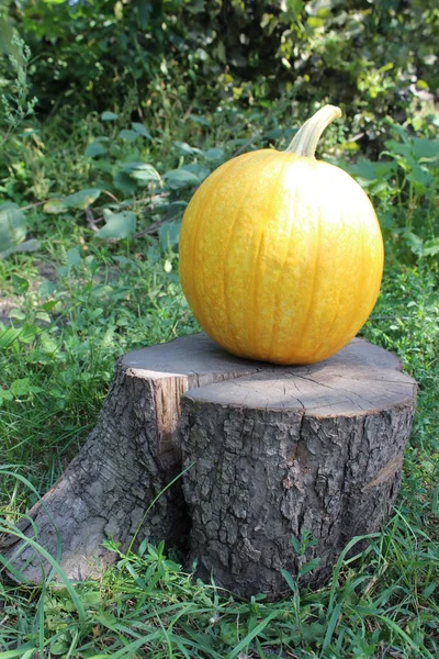 Rijpe pompoen in de tuin — Stockfoto