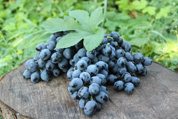 Zwarte Druiven Een Oude Stomp Landbouw — Stockfoto