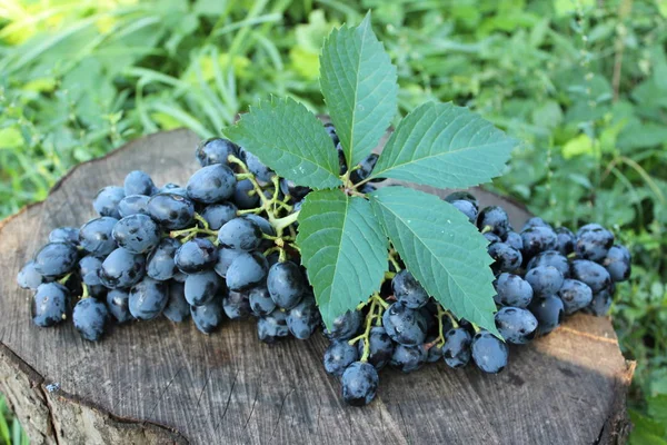 Чёрный виноград на пне — стоковое фото
