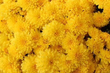 sarı kasımpatı çiçeği.