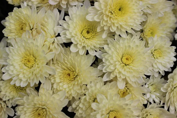 Gelbe Chrysanthemenblüte. — Stockfoto