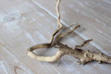 Panoların arka planında kuru dal