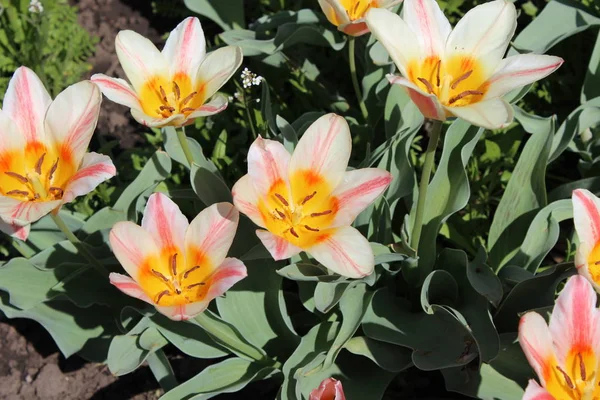 Růžové květy tulipánů — Stock fotografie