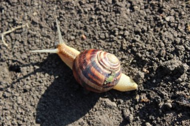 Salyangoz yerde sürünüyor.