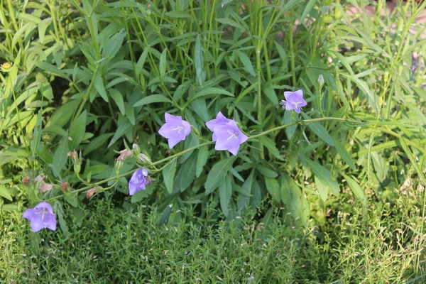 정원에서 푸른 야생화 — 스톡 사진