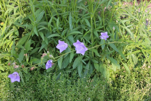 Blue wildflower in the garden — Stock Photo, Image