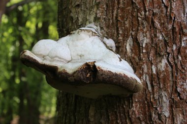Bir ağaçta büyük beyaz mantar