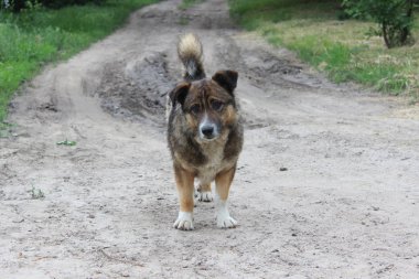 şirin sokak köpeği