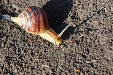 Salyangoz yerde sürünüyor.