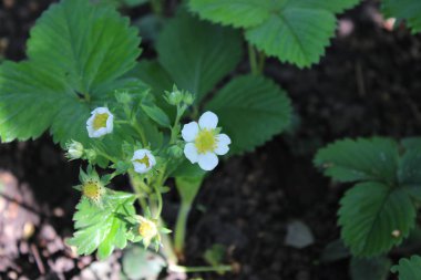 Beyaz çilek çiçekler