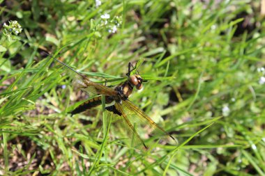 Ormanda bir dalda yusufçuk.