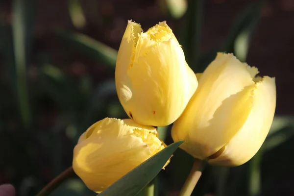 Žluté Tulipány Květiny Městské Jarní Zahradě — Stock fotografie