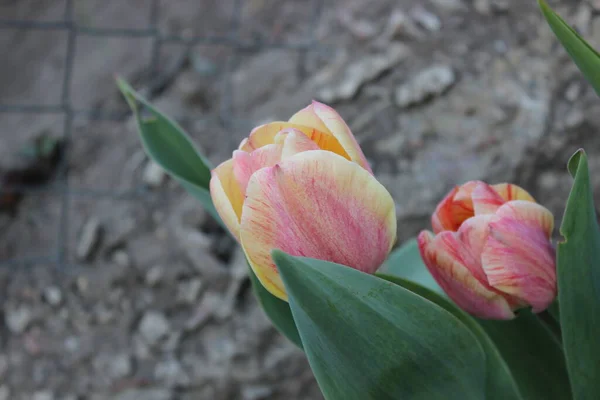 Růžový Tulipán Květina Městě Jarní Zahrada — Stock fotografie