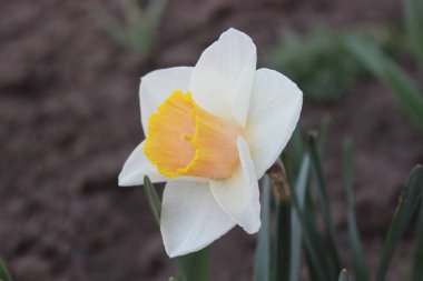 Büyük güzel beyaz nergis çiçeği. Baharın başlarında