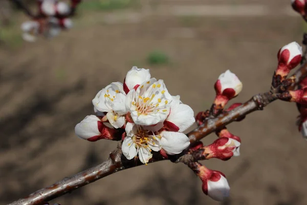 Flores blancas de cerezo. Agricultura.Spring Garden. — Foto de Stock