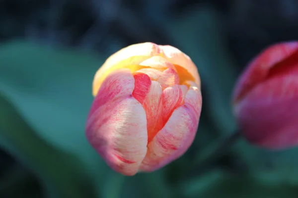 Růžový tulipán květina ve městě jarní zahrada — Stock fotografie