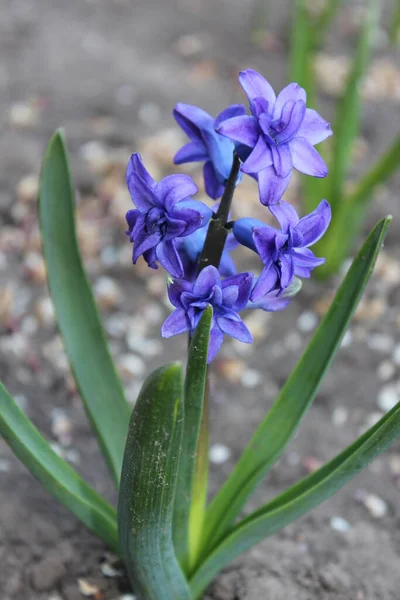 Velká modrá hyacintová květinka. Časné jaro, — Stock fotografie