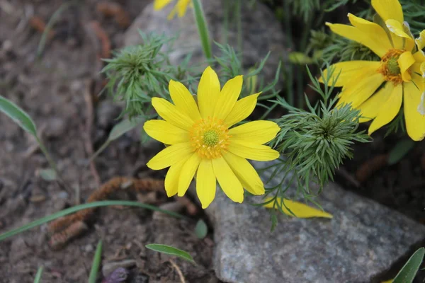 Little yellow flowers in a city park. Spring — Stock Photo, Image