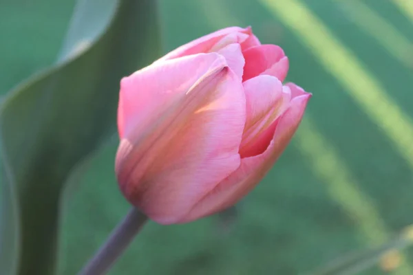 Flor de tulipa rosa no jardim da primavera da cidade — Fotografia de Stock